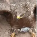 Rare Black-Winged Kite Rescued in Assin Breku