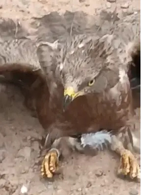 Rare Black-Winged Kite Rescued in Assin Breku
